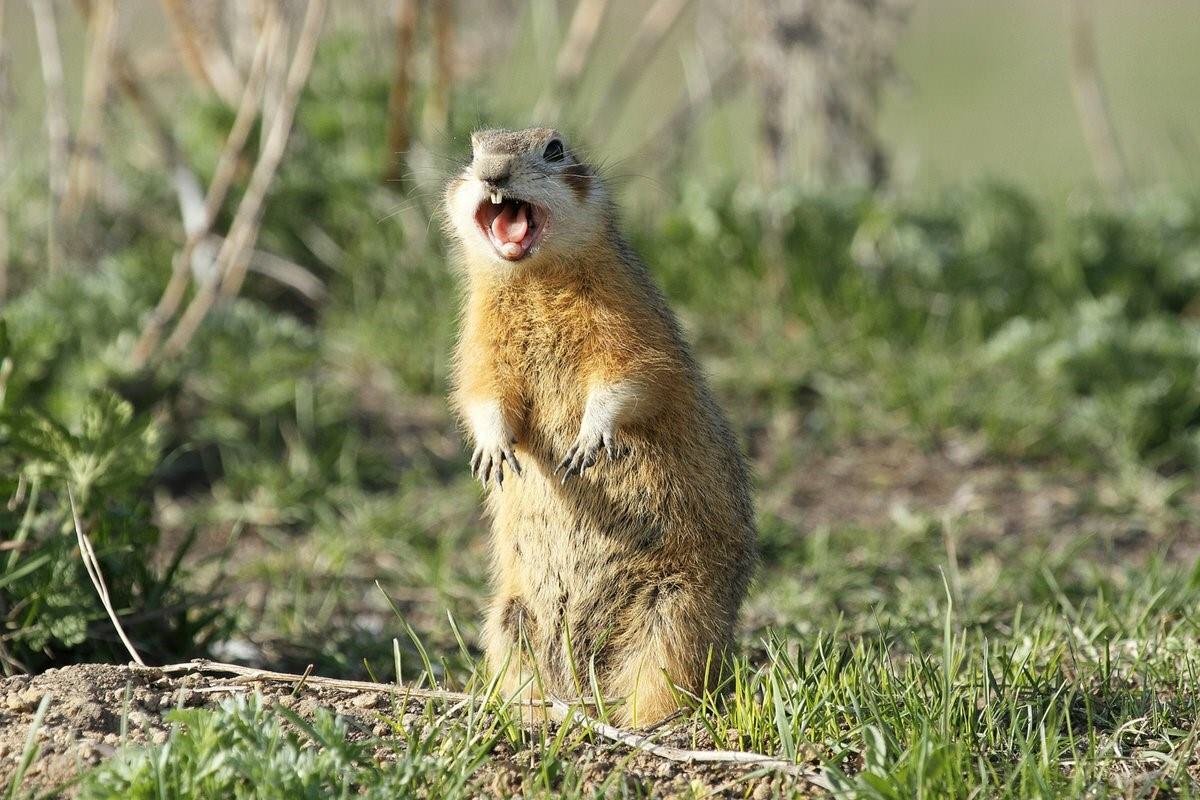 Сурок зверек