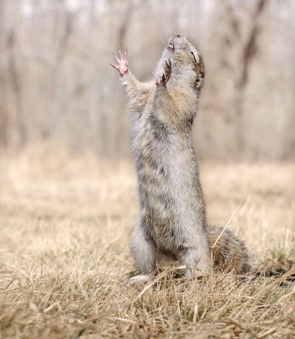 Бешеный суслик