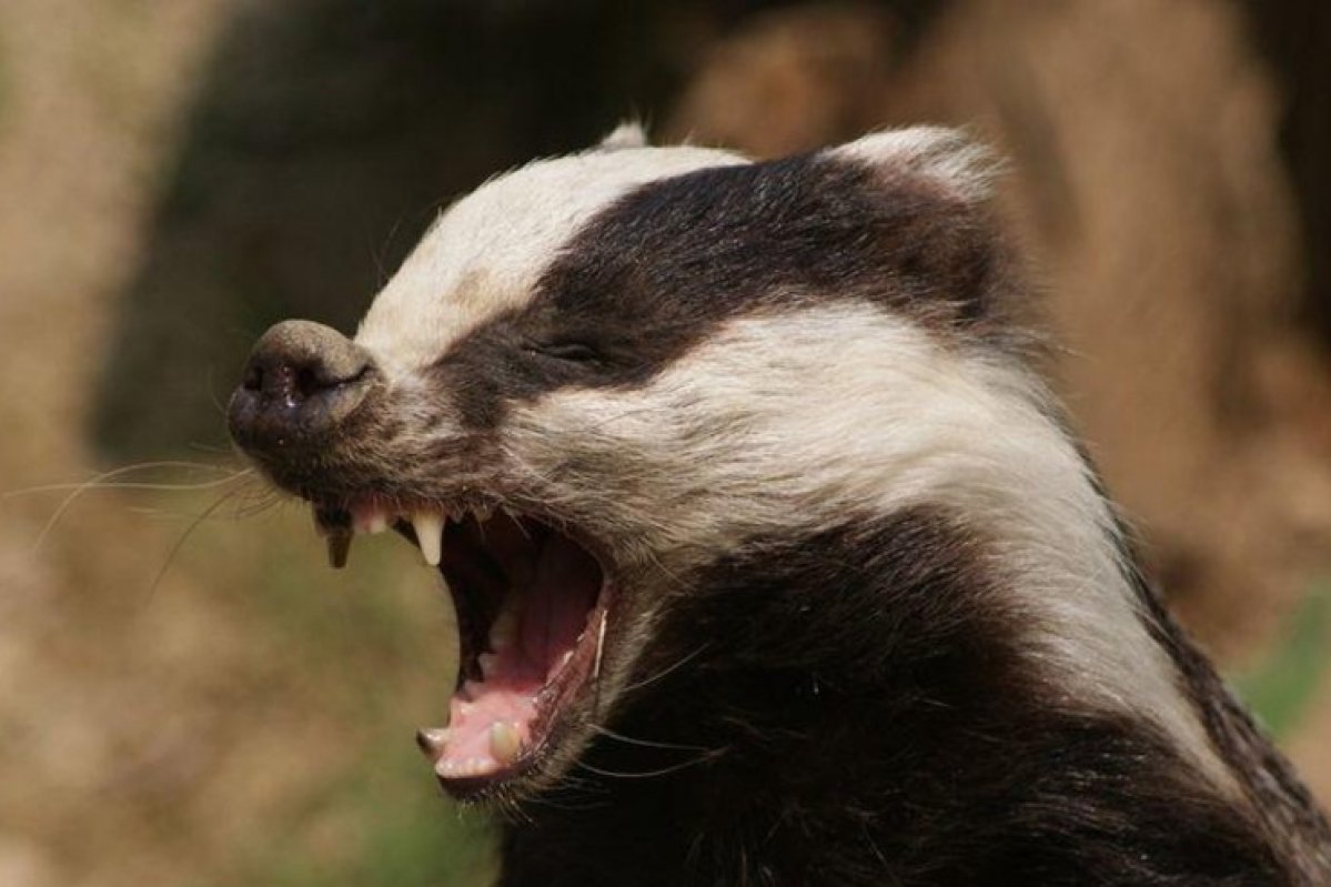 Барсук медоед