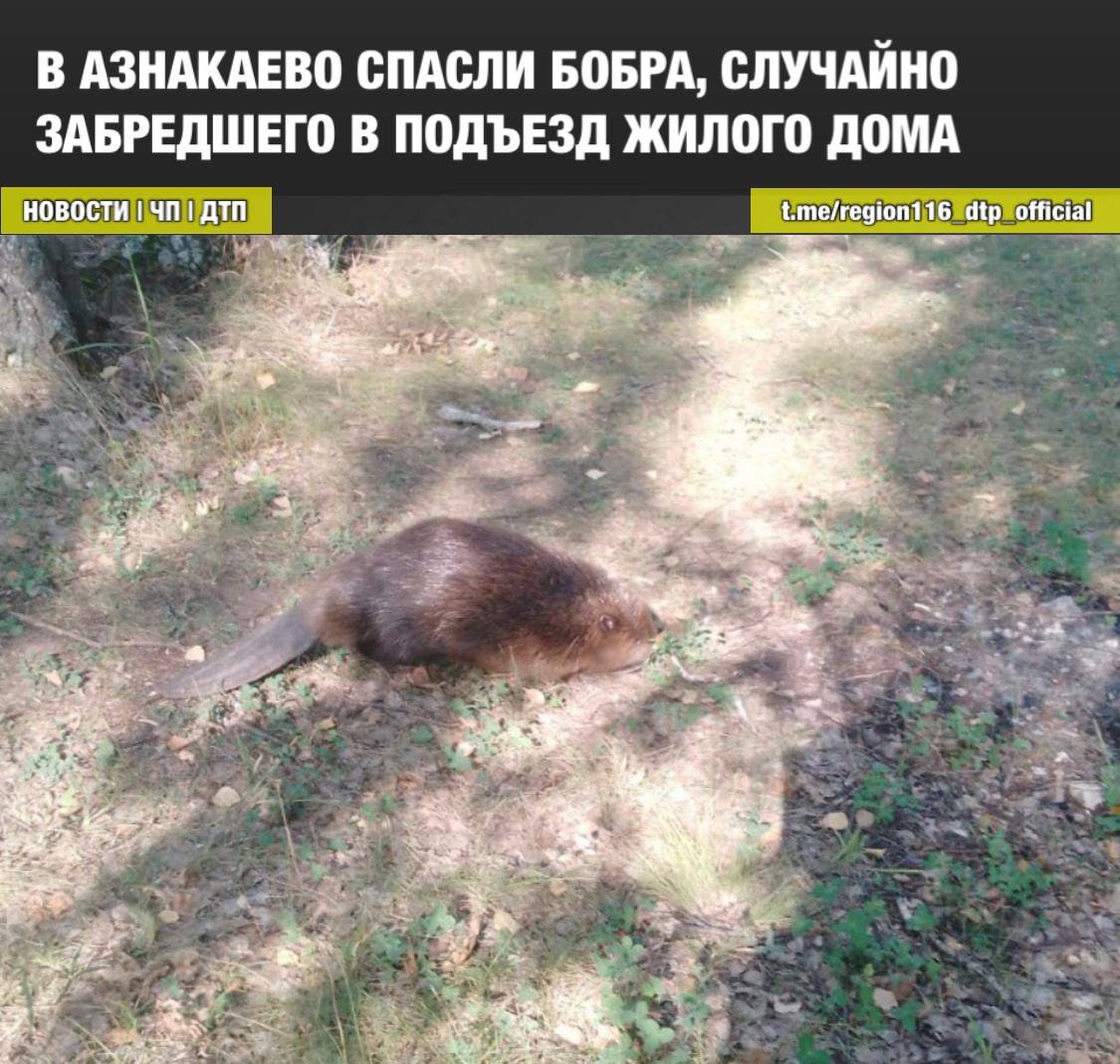 Европейский барсук в норе