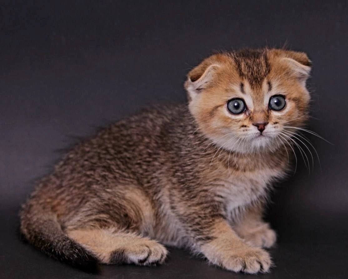 Шотландский кот Золотая шиншилла
