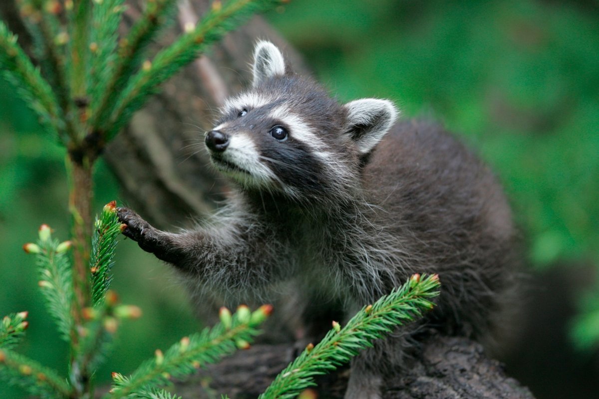 Всеядные животные картинки