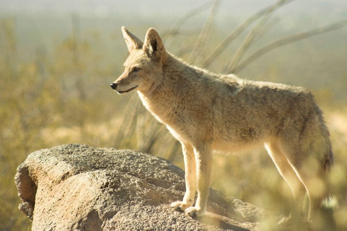 Степные животные