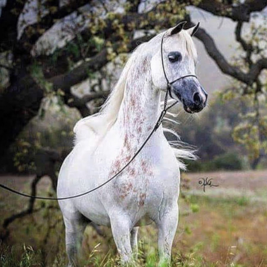 Серая лошадь