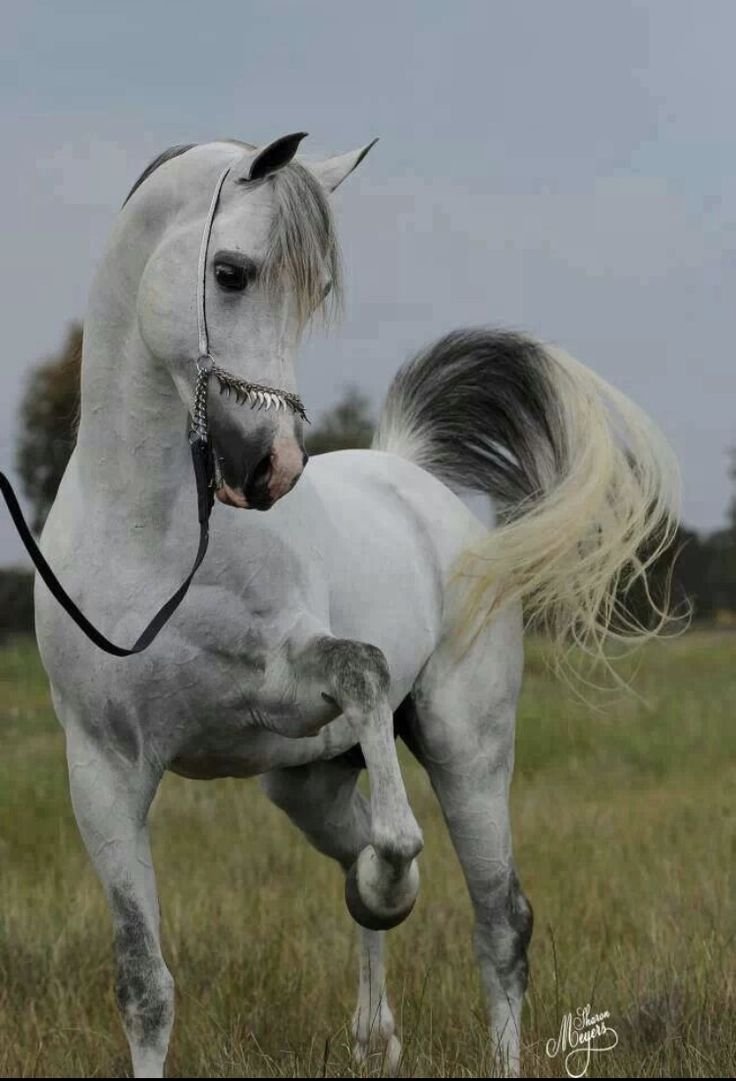 Арабская лошадь белая