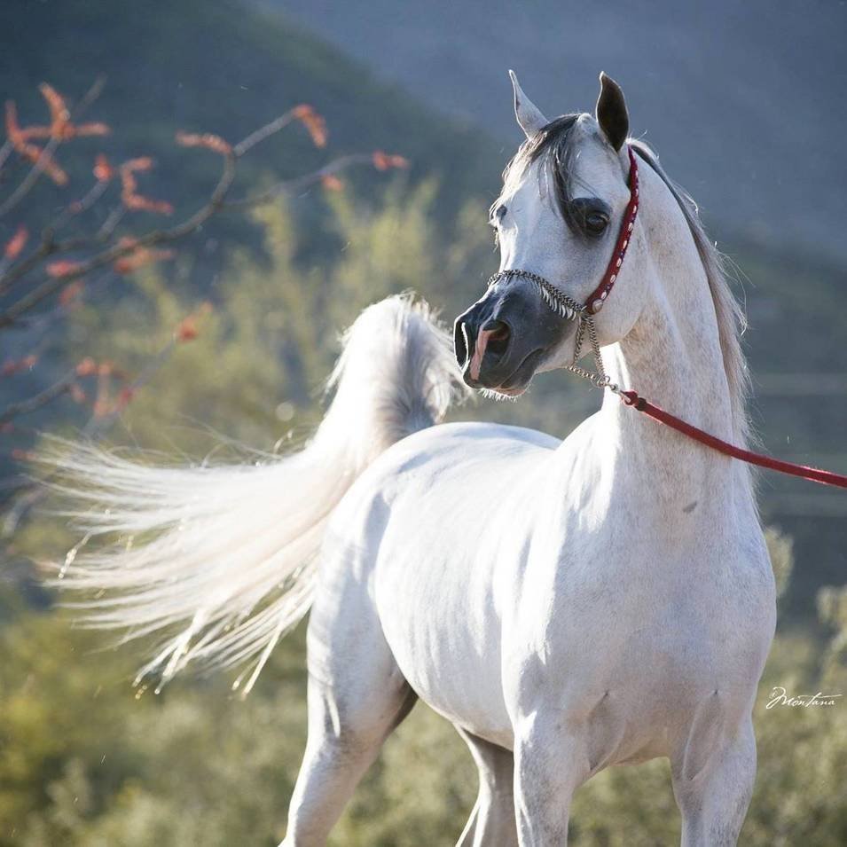 Верховая арабская лошадь Дахман