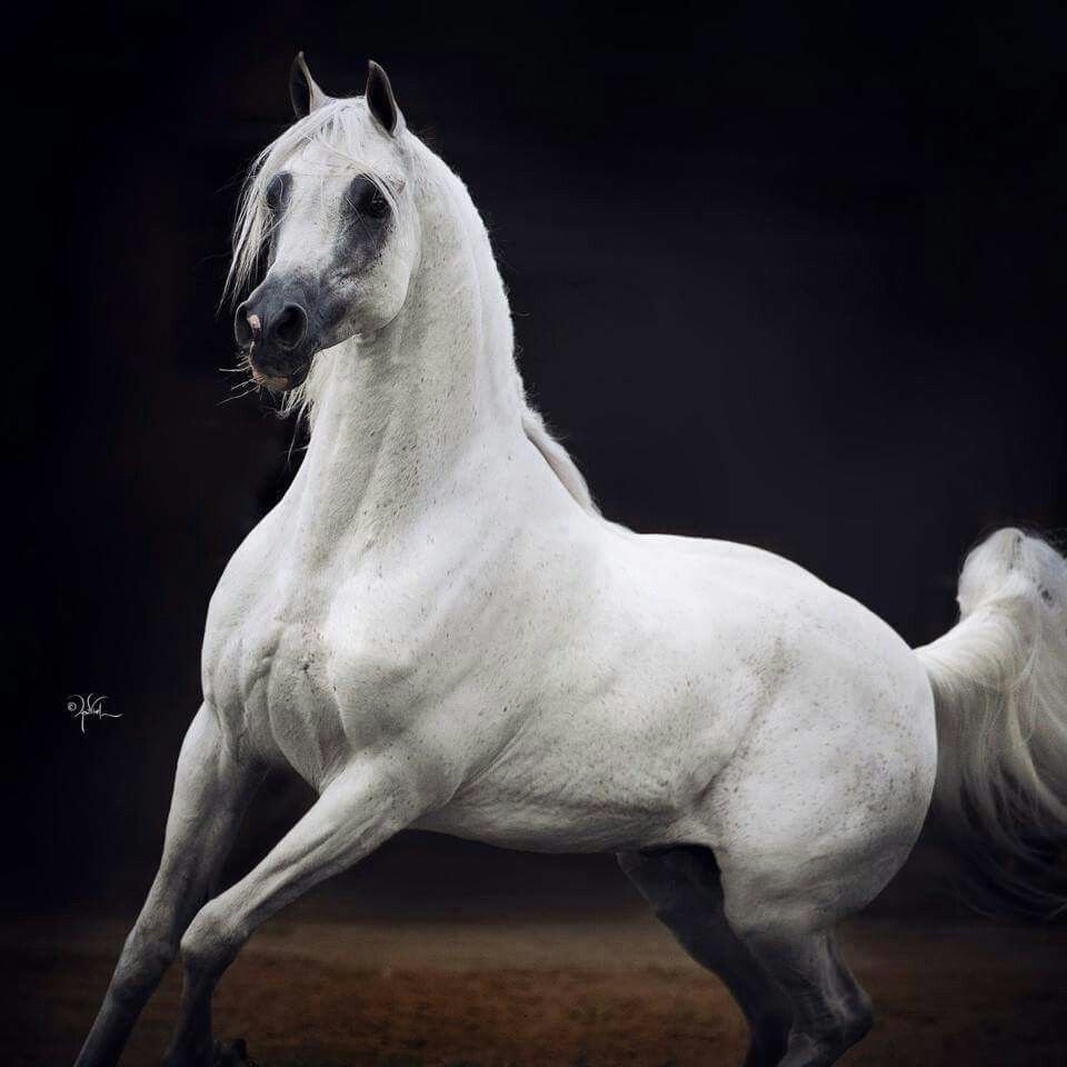 Белый арабский жеребец