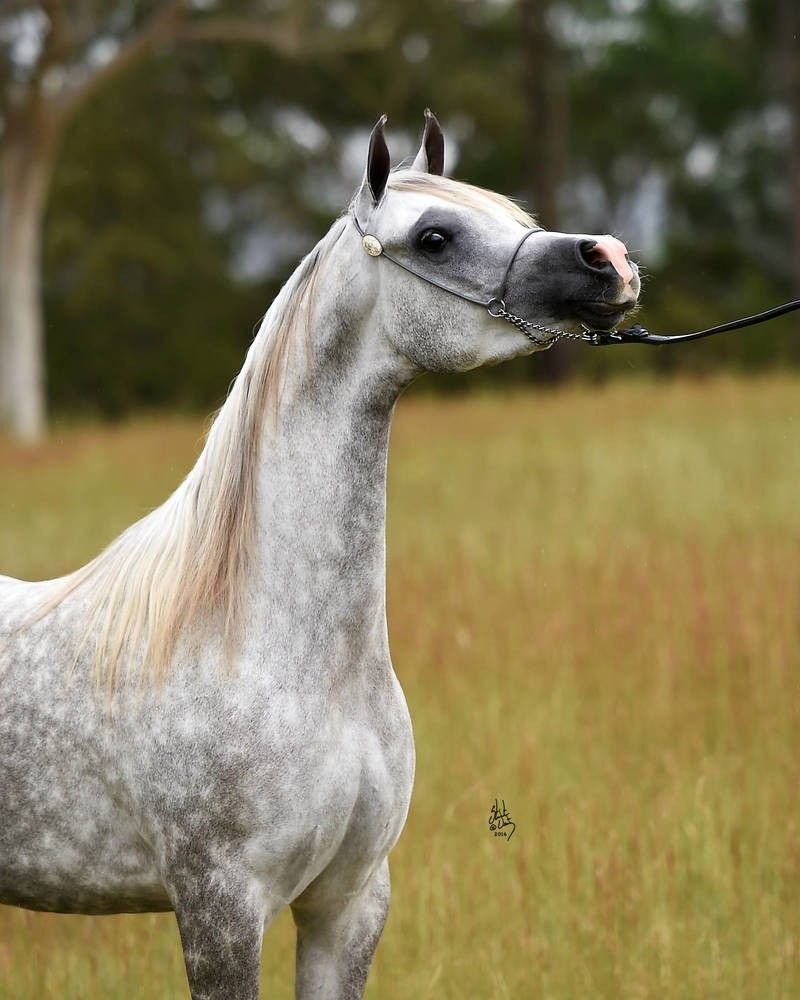 Арабская лошадь ржет