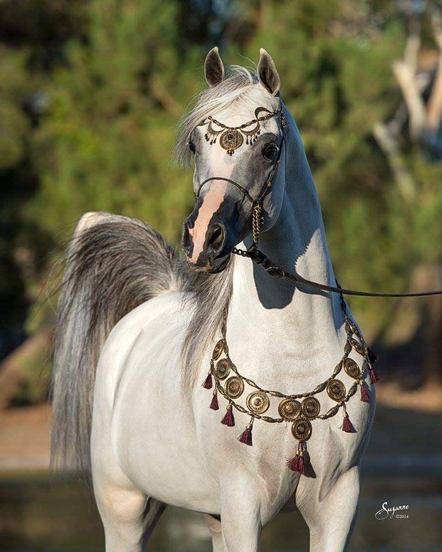 Арабские лошади уши