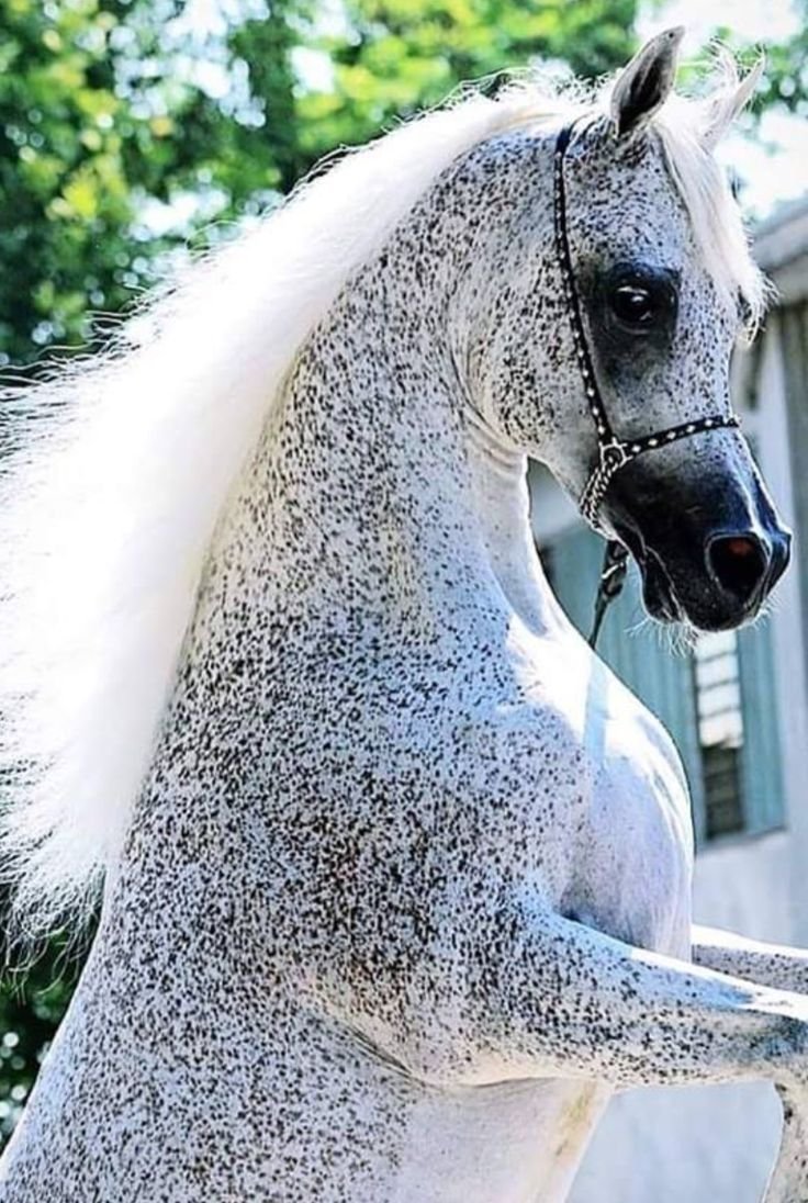 Форелевая масть лошади