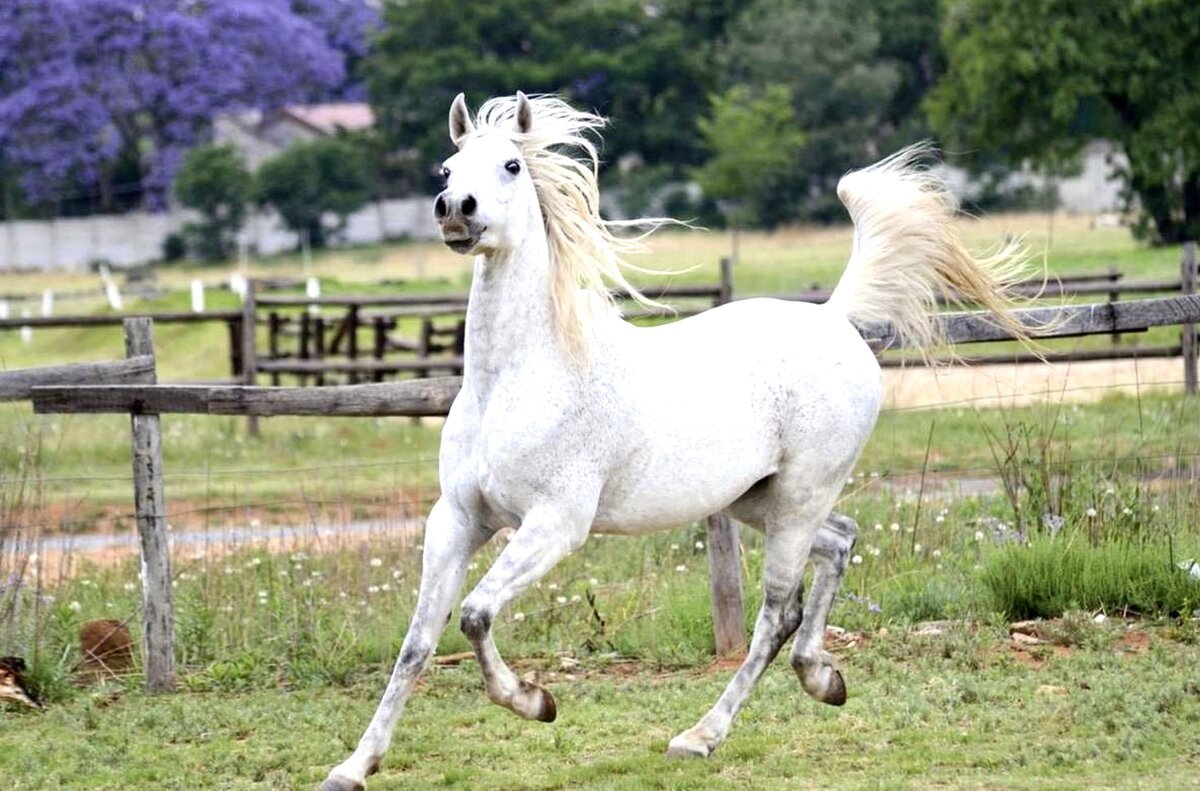 Арабская чистокровная сиглави
