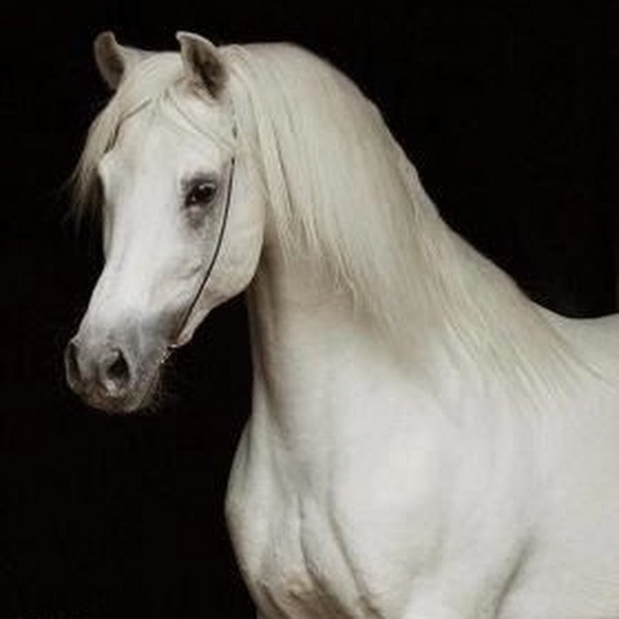 Красивая белая лошадь с длинной гривой