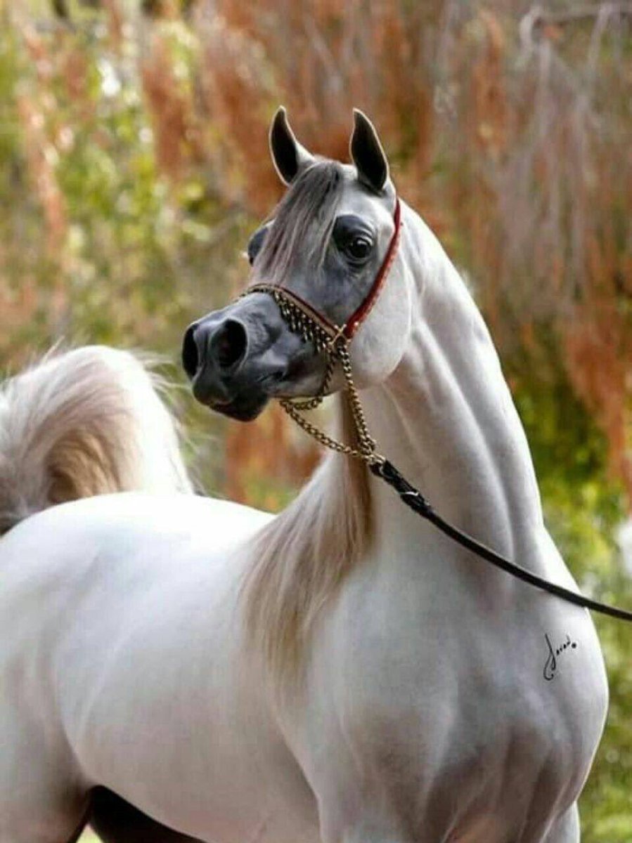 Арабская порода сиглави