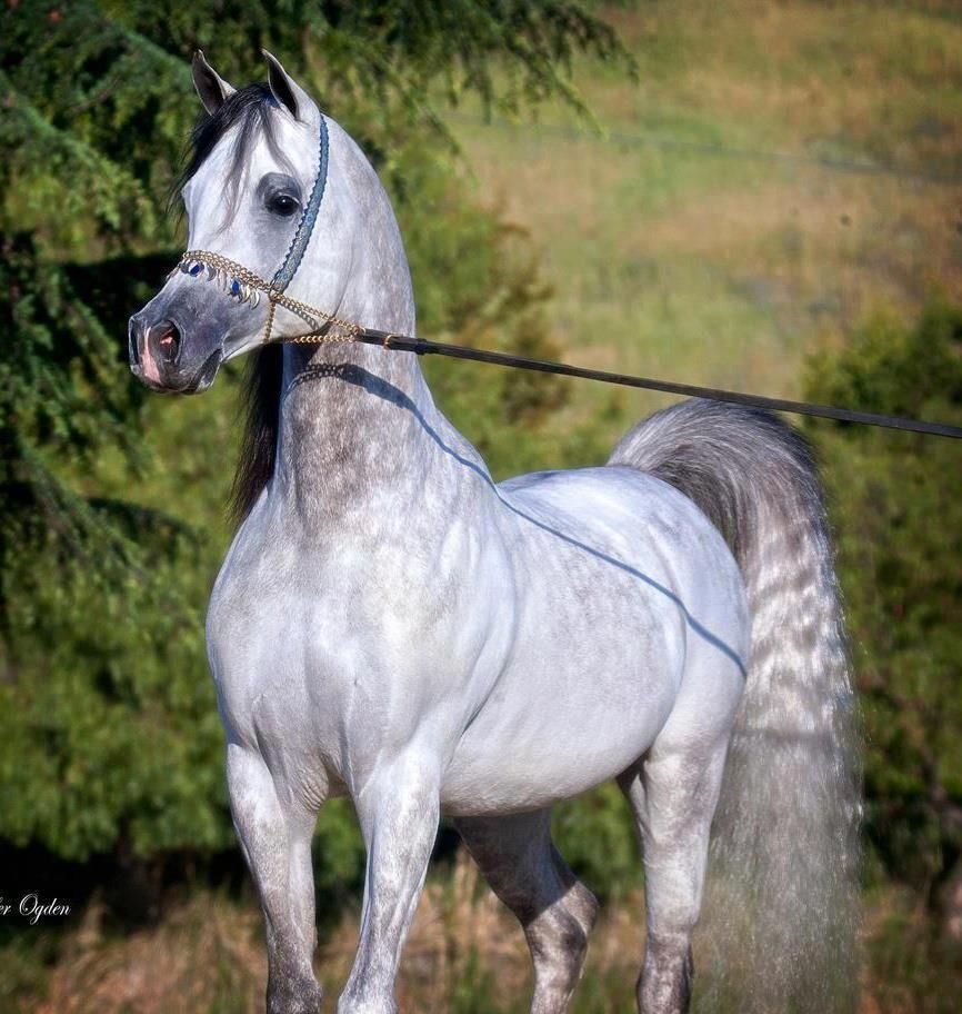 Лошади породы арабская чистокровная