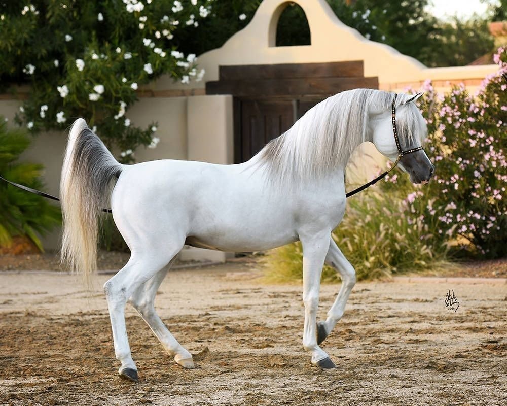 Арабская лошадь белая