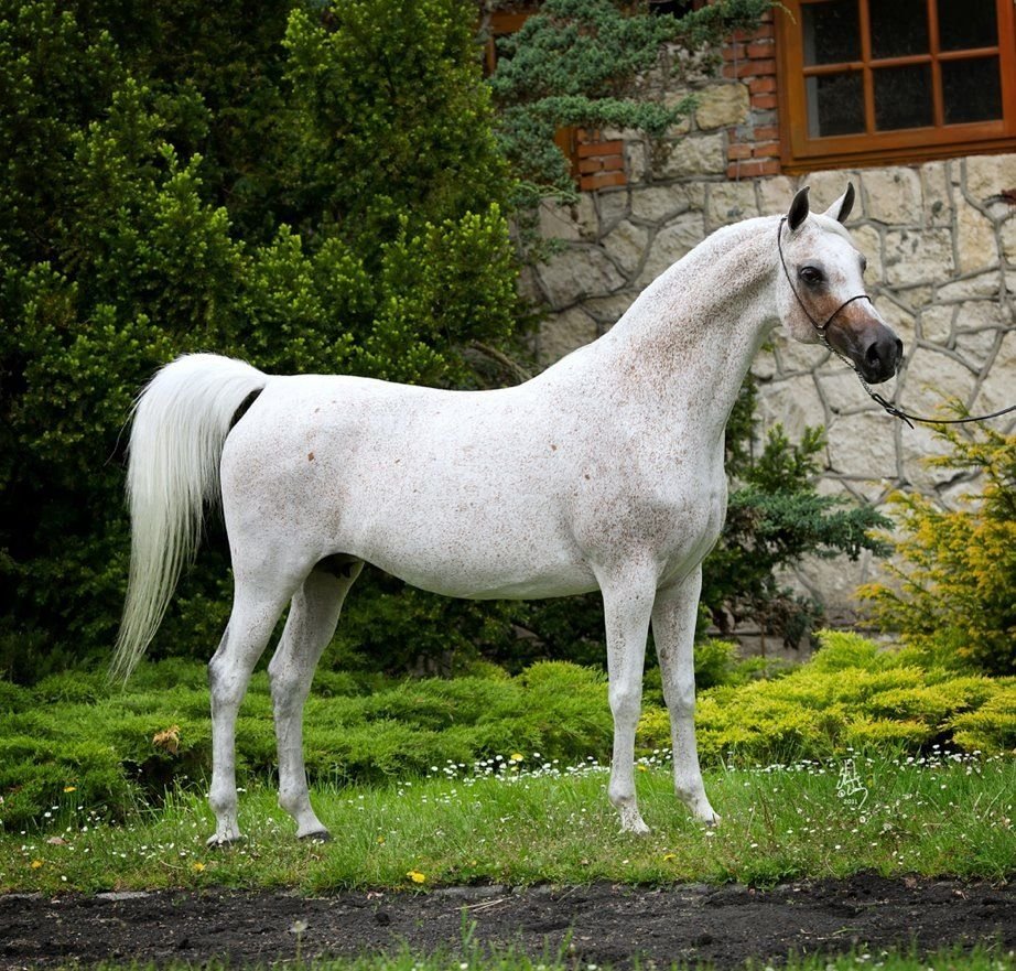 Сиглави порода лошадей