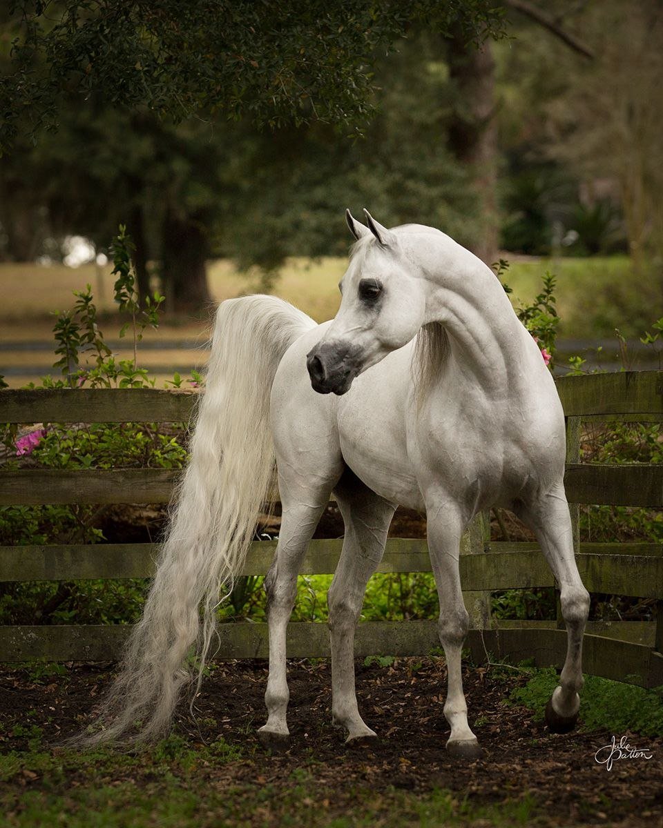 Арабская чистокровная лошадь белая
