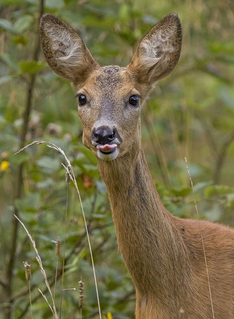 Сибирская косуля Гуран