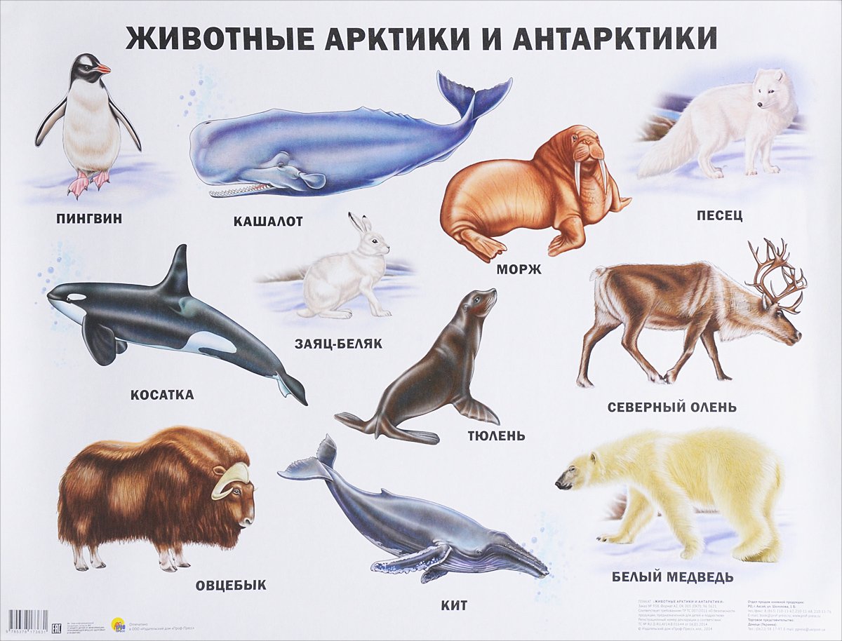 Животные Арктики и Антарктиды