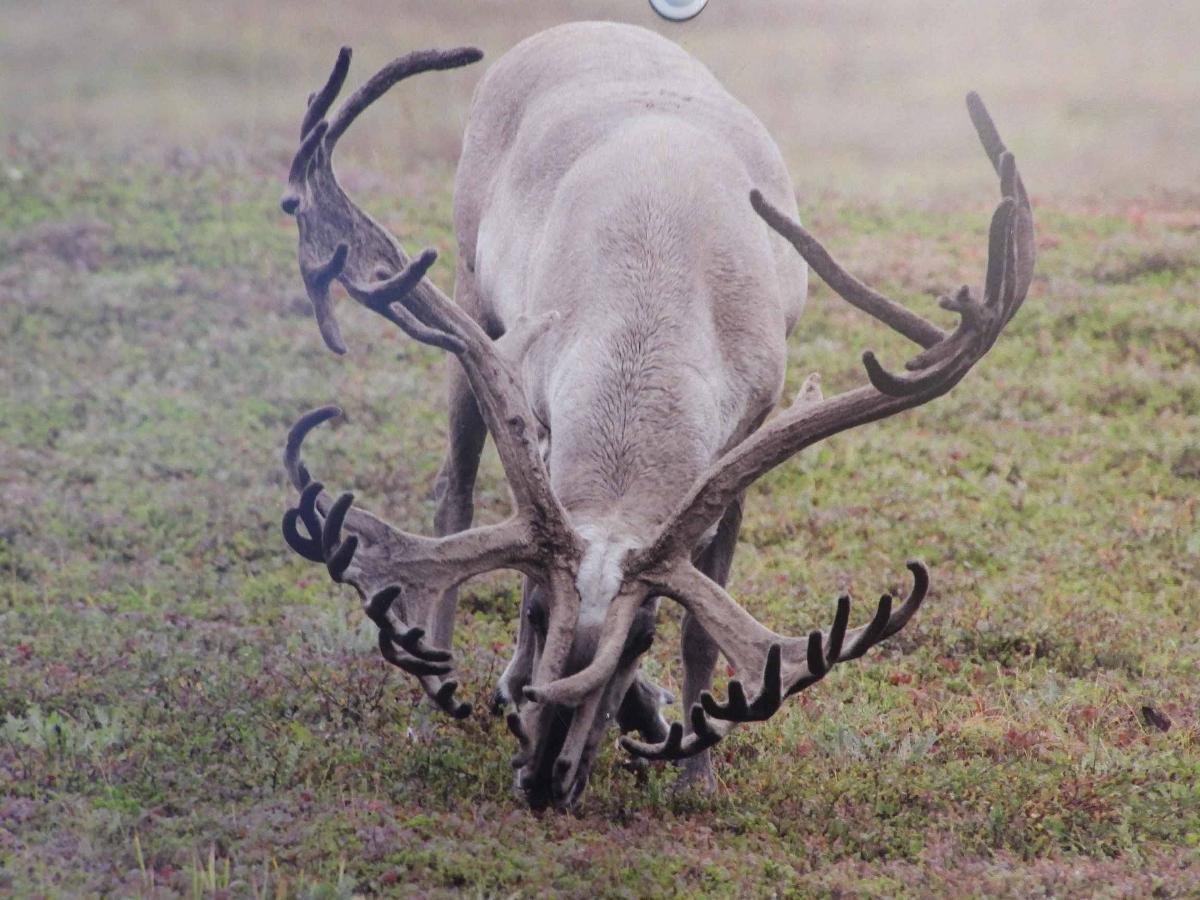 Рога лося