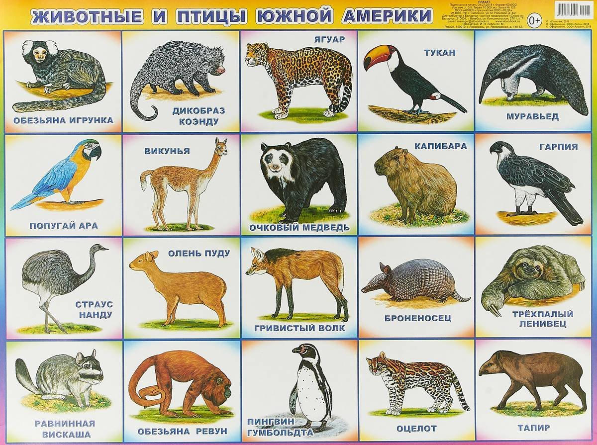 Животные южнойной Америки