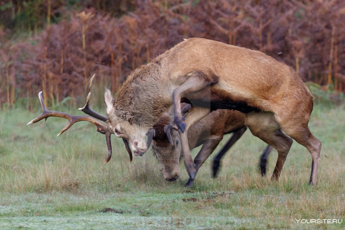 Cervus elaphus canadensis