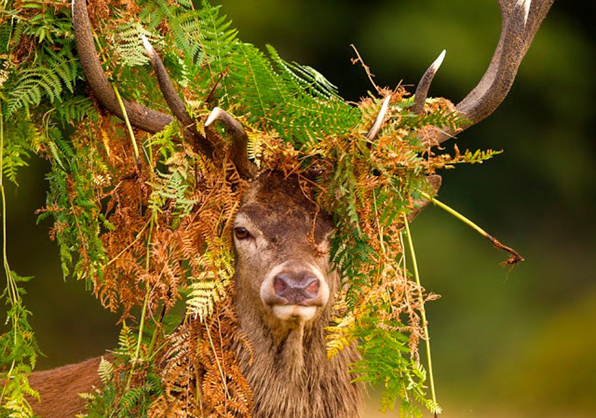 Олень ест мох