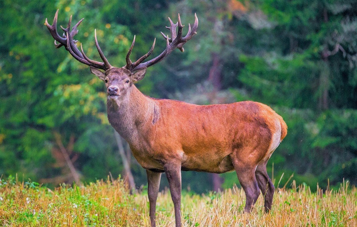 Марал Сибирский