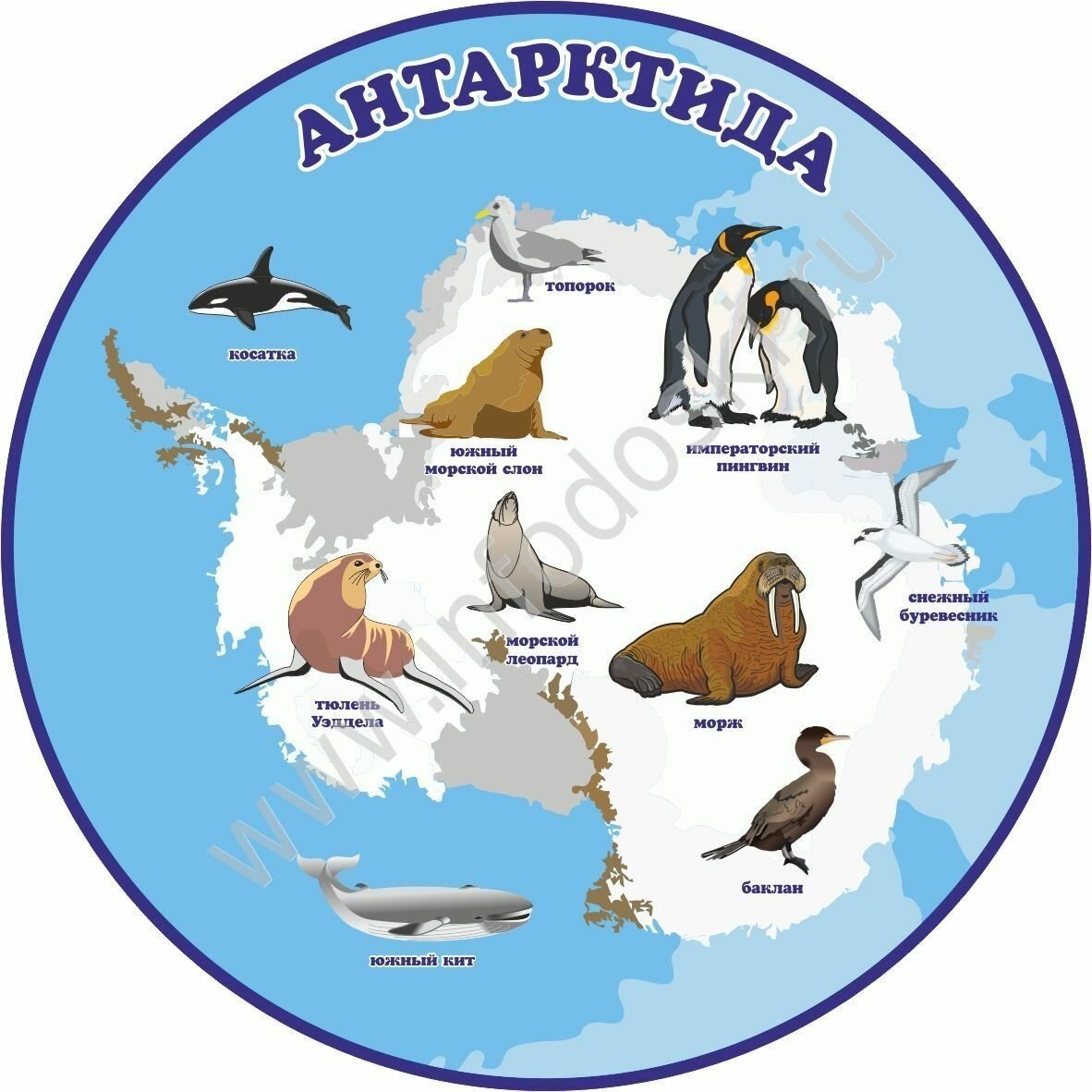Материк Антарктида с животными