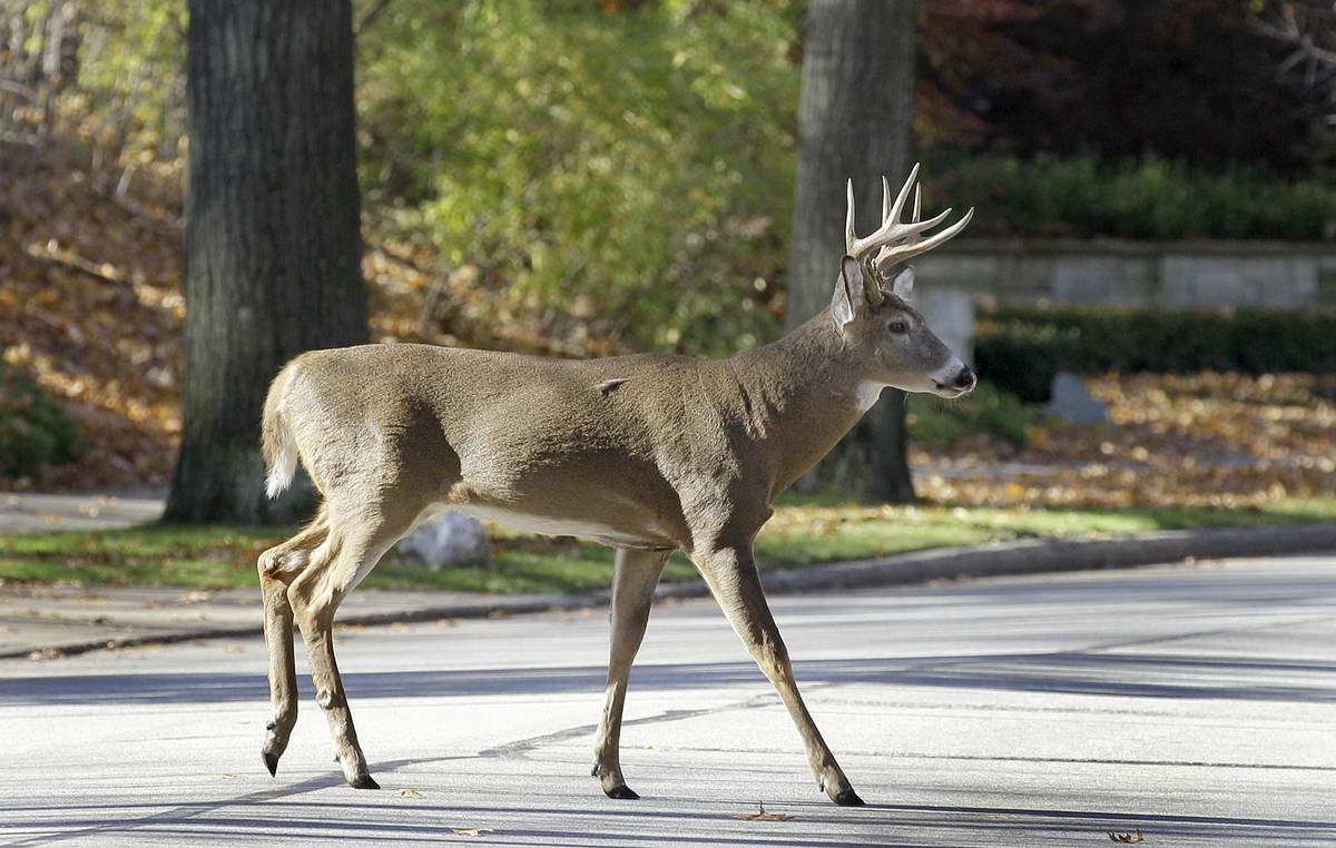 Белохвостый виргинский олень