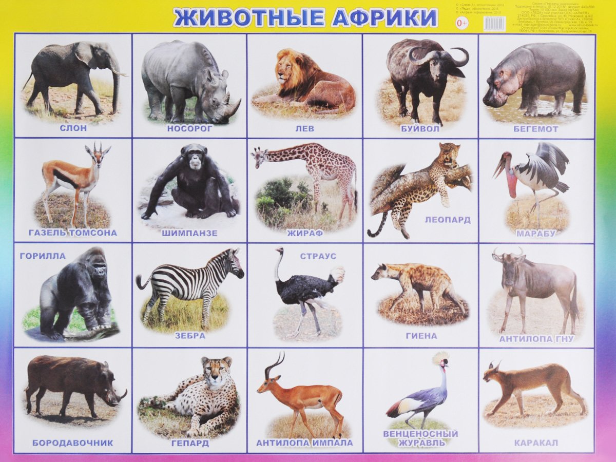 Животные обитающие в Африке
