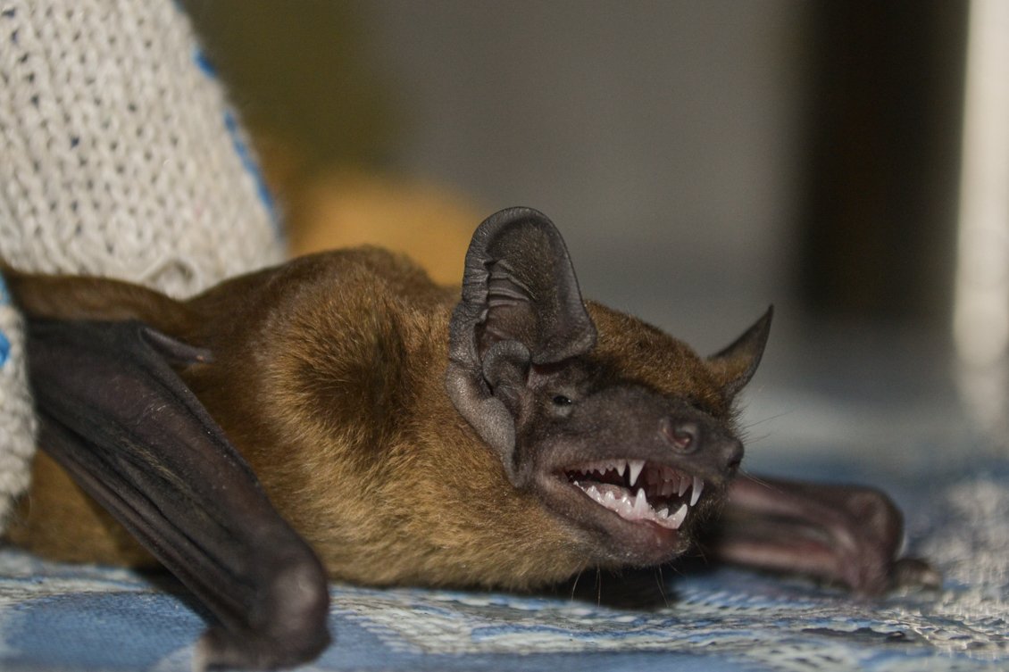 Летучая мышь в России