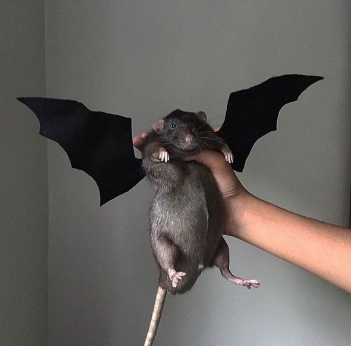 Крылатая крыса