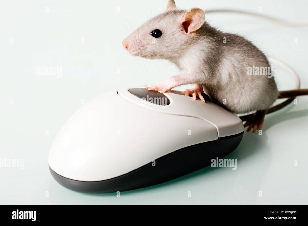 Компьютерная мышь и Живая мышь