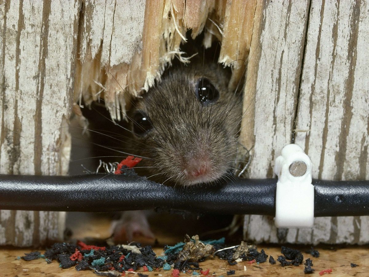 Грызуны вредители