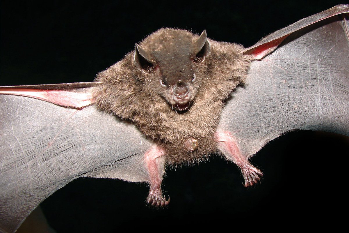 Летучая мышь листонос