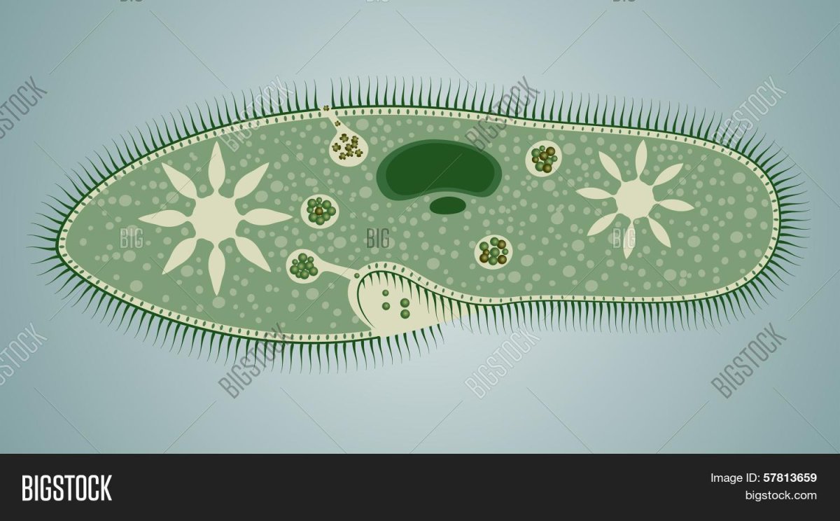 ПАРАМЕЦИЯ под микроскопом