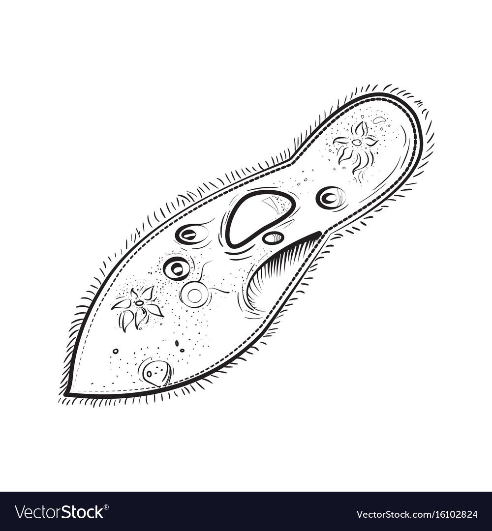 Инфузория Homalozoon