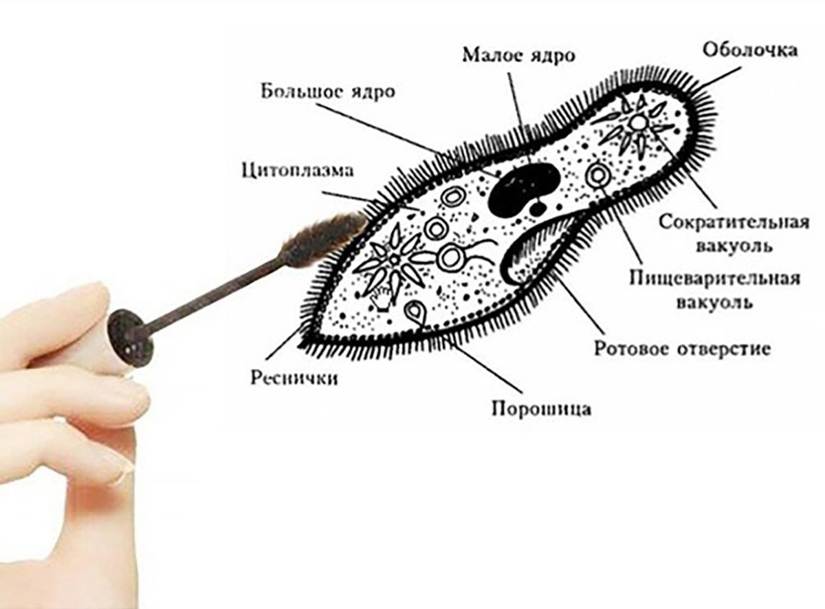 Инфузория туфелька жгутики