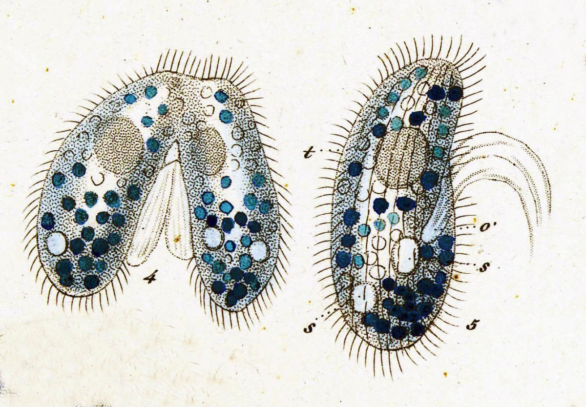 Инфузория туфелька паразит