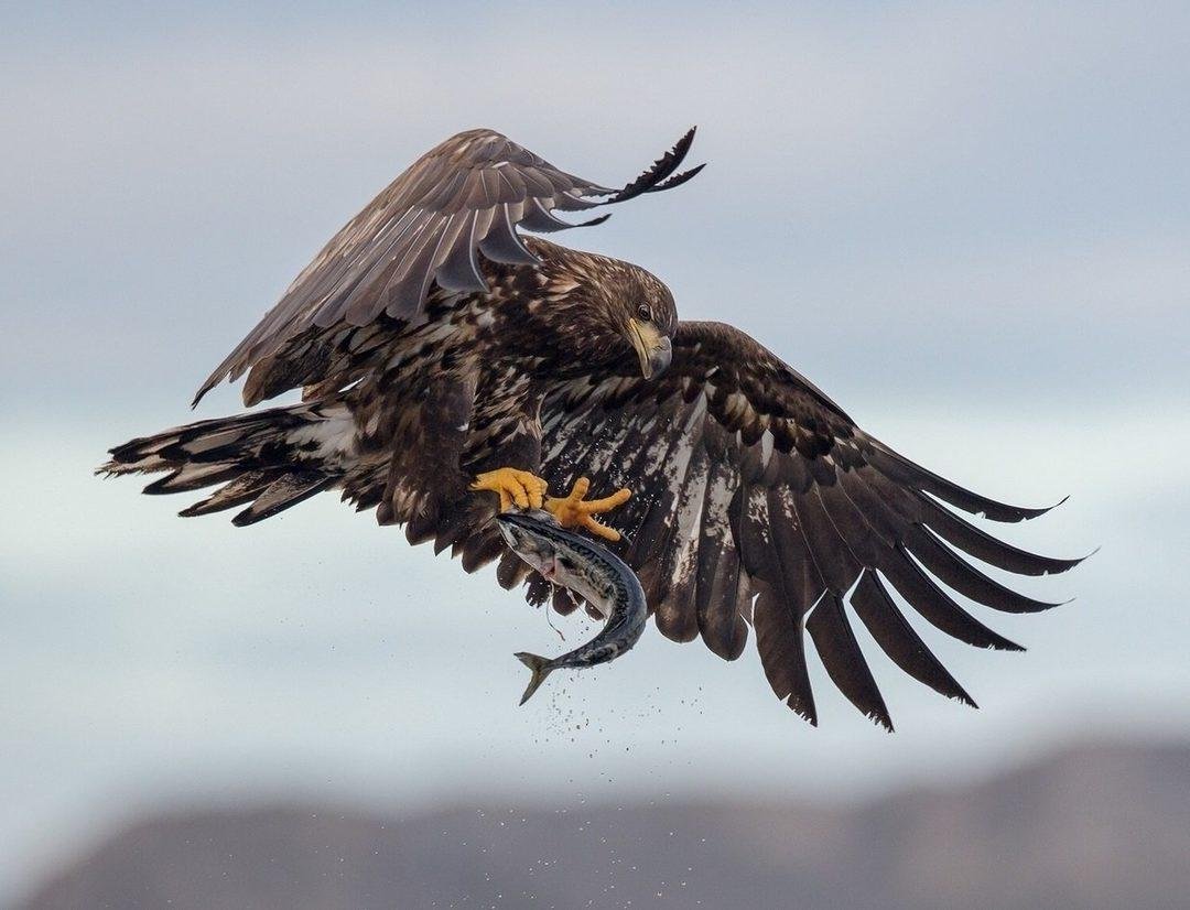 Стая хищных птиц