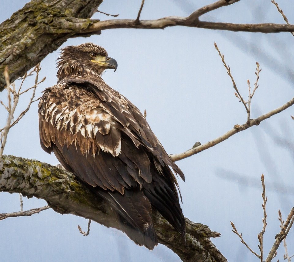 Большой подорлик птица