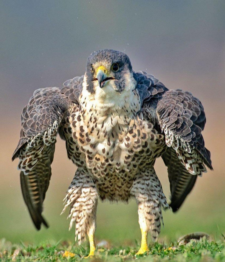 Сапсан птица