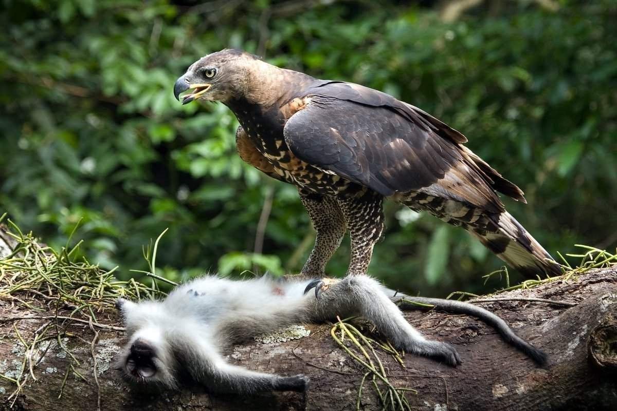 Мадагаскарский венценосный орёл