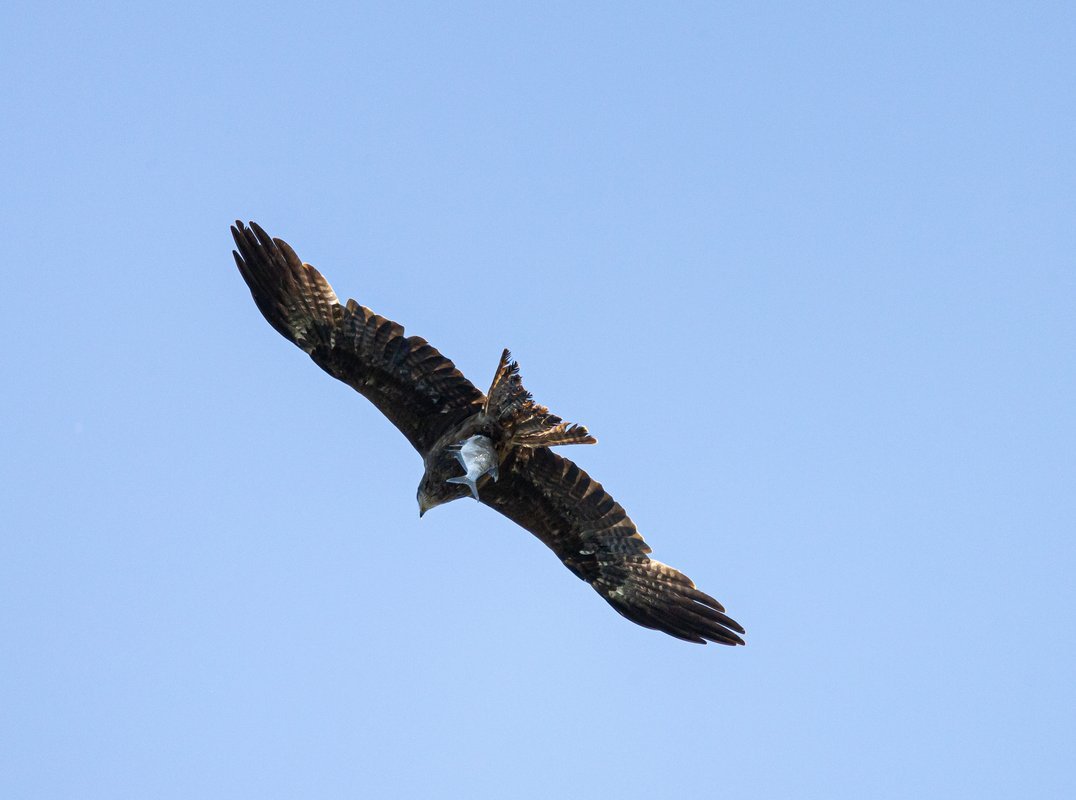 Коршун весной