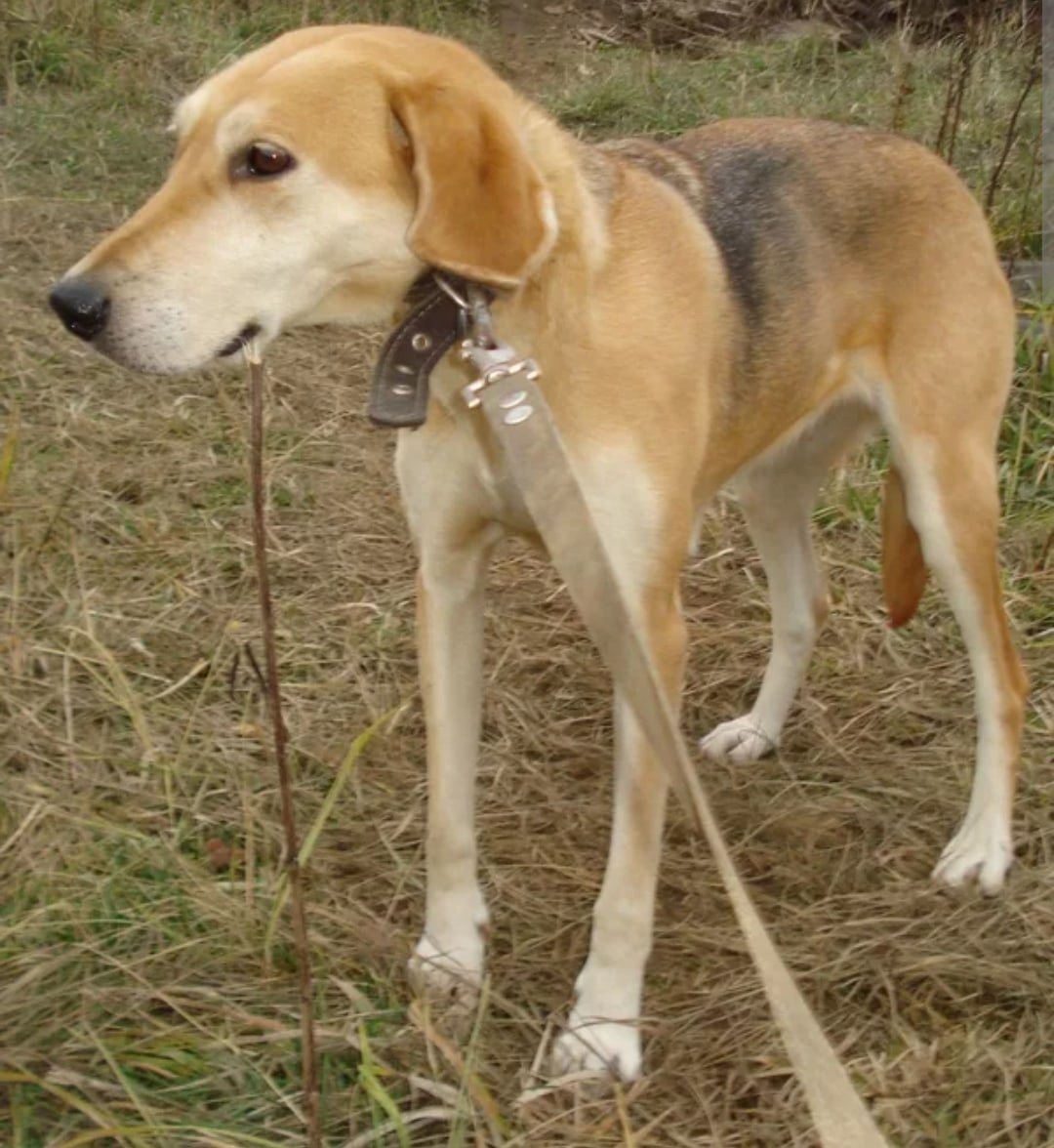 Гончак собака гончак