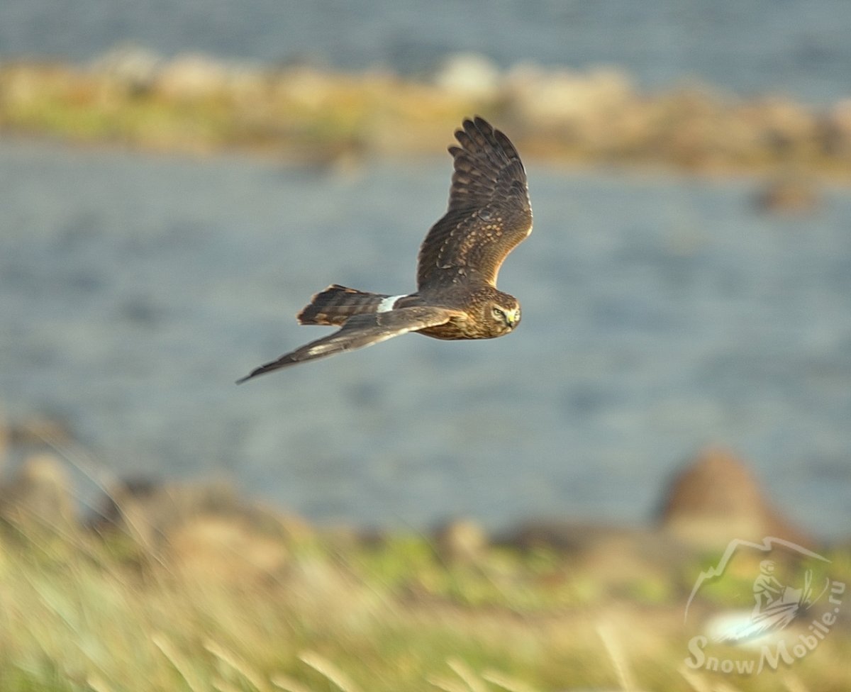 Лунь полевой зимой