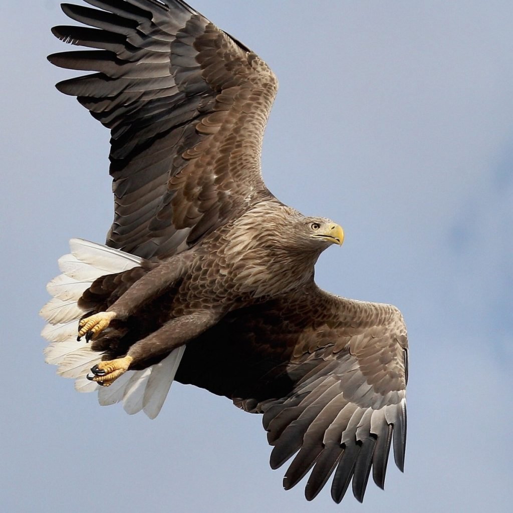 Орлан-белохвост (Haliaeetus albicilla (l.)