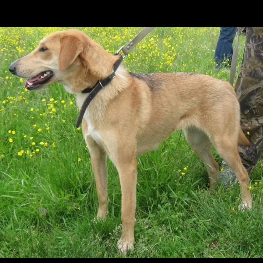 Гончая собака чепрак