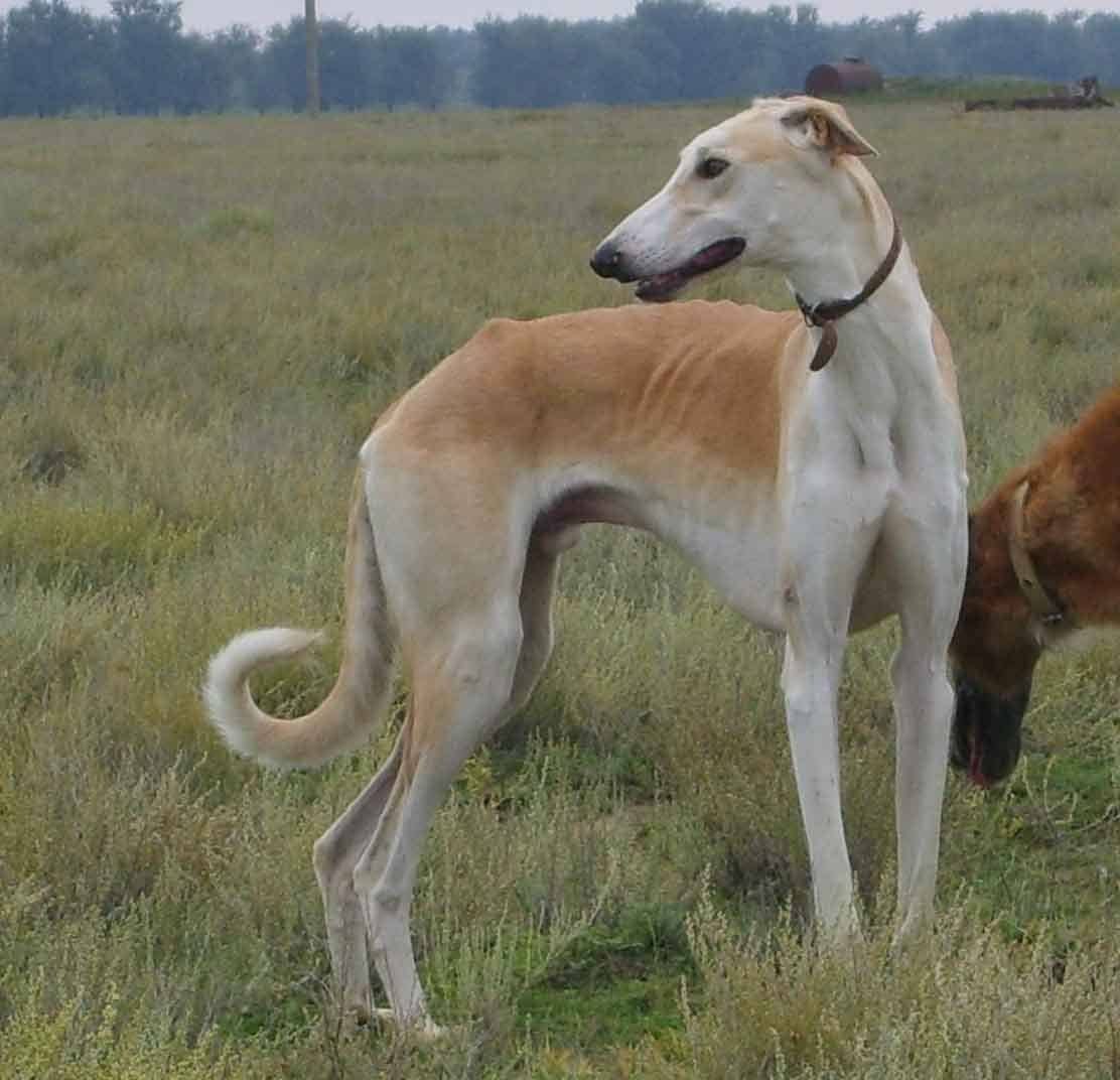 Порода хортая борзая